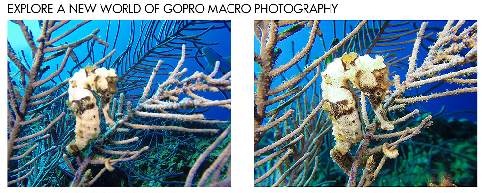 Seahorses clinging to coral branches in underwater GoPro macro photography with blue background