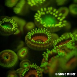 Dichroic Excitation Filter for DS230, DS162, DS161, DS160, DS125