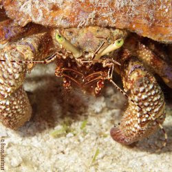 Ikelite DLM 2.2 Inch Port Extension