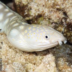 Ikelite DLM 2.2 Inch Port Extension