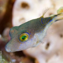 Ikelite DLM 2.2 Inch Port Extension