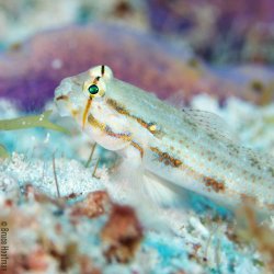 Ikelite DLM 2.2 Zoll Port-Erweiterung