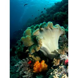 W-30 WIDE ANGLE LENS 67mm