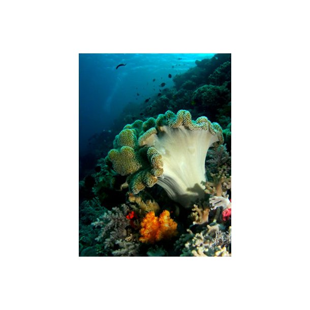 W-30 WIDE ANGLE LENS 67mm