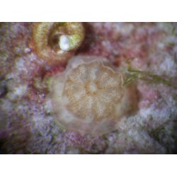 Sola Nightsea Mask Filter