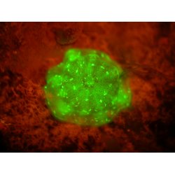 Sola Nightsea Mask Filter