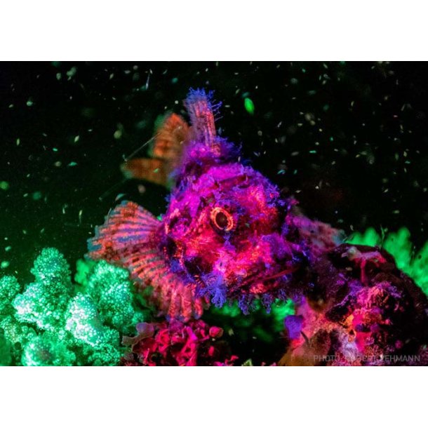 Sola Nightsea Light