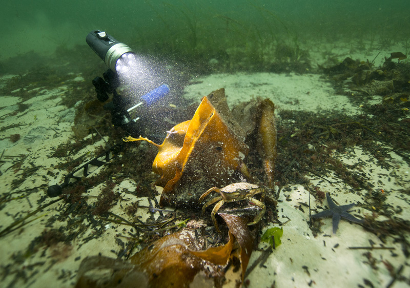 Underwater dive light mounted on adjustable arm with light holder, illuminating seaweed and a crab on the ocean floor — example of light holders & mounting for arms in action.