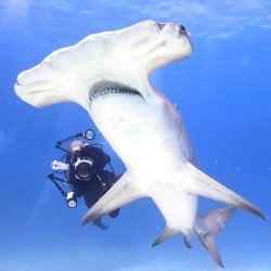 Ikelite RC232 TTL Underwater Strobe with Video Light [Fiber Optic]