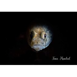 Backscatter Optical Snoot for MF-1 / MF-2