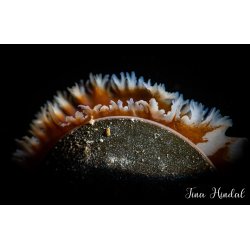 Backscatter Optical Snoot for MF-1 / MF-2