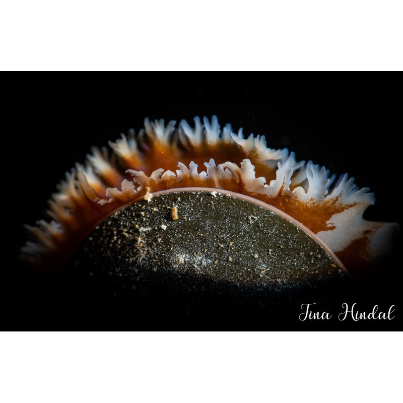 Backscatter Optical Snoot OS-1 For Mini Flash &amp; Macro Wide 4300 Light