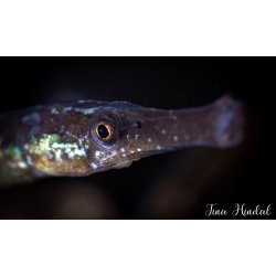 Backscatter Optical Snoot for MF-1 / MF-2