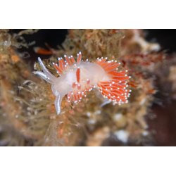 Weefine Ring Light 3000