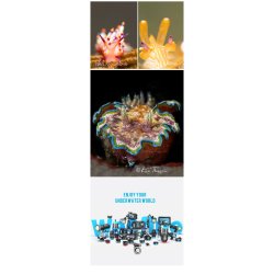 Weefine Ring Light 3000