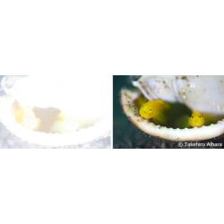 INON Blitz-Dome-Diffusor ND