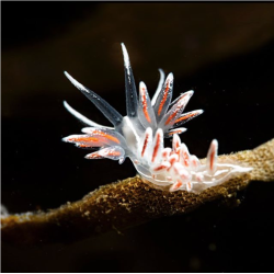 Backscatter Flash and Snoot kit on 8" tripod