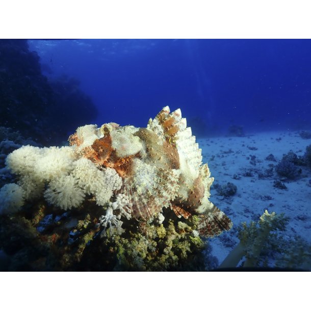 AOI UWL-400A - Wide Angle Conversion Wet Lens 0.5x (QRS adaptable)