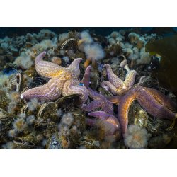 Nauticam Wet Wide Lens for Compact Cameras (WWL-C)