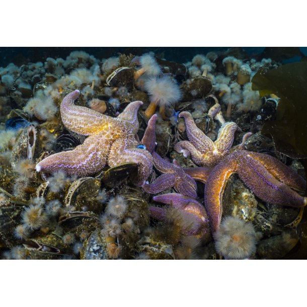 Nauticam Wet Wide Lens for Compact Cameras (WWL-C)
