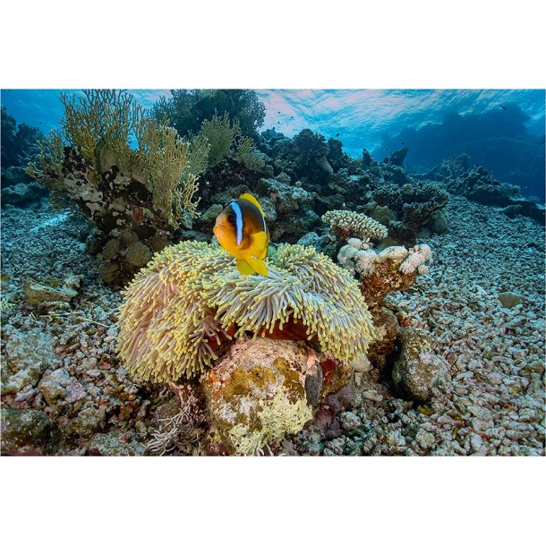 AOI UWL-400A - Wide Angle Conversion Wet Lens 0.5x (QRS adaptable)