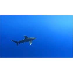 AOI UWL-400A - Wide Angle Conversion Wet Lens 0.5x (QRS adaptable)