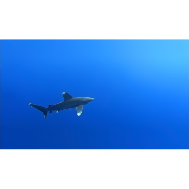 AOI UWL-400A - Wide Angle Conversion Wet Lens 0.5x (QRS adaptable)